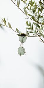 Plant,Branch,Spectacles,Glasses,Minimalism