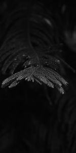 Macro,Rama,Abeto,Bw,Agujas,Planta,Chb