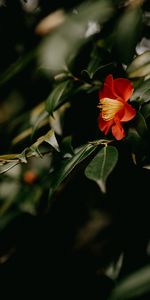 Plant,Branches,Camellia,Leaves,Flower,Macro