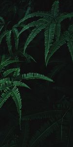 Plant,Branches,Leaves,Dark,Fern