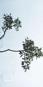 Plant,Branches,Leaves,Wall,Minimalism