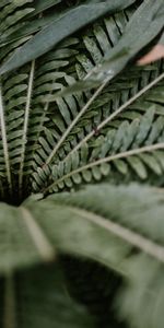 Plant,Branches,Nature,Leaves