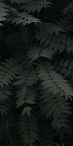 Plant,Branches,Nature,Leaves,Dark