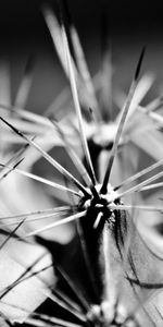 Plant,Bw,Cactus,Thorns,Prickles,Macro,Chb