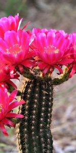 Cactus,Flores,Planta,Floración,Florecer,Cacto