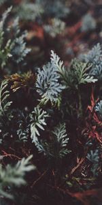 Plant,Close Up,Macro,Leaves