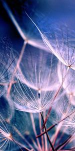 Plant,Dandelion,Fluff,Macro,Fuzz