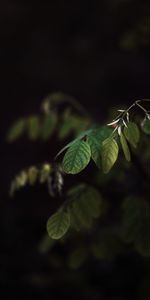 Naturaleza,Hojas,Rama,Planta,Oscuro