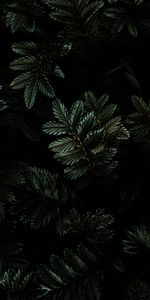 Plant,Dark,Branches,Leaves