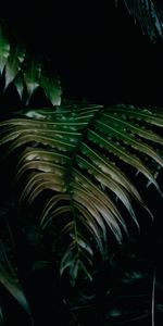 Feuilles,Plante,Planter,Sombre