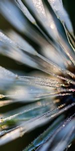 Plant,Dew,Close,Drops,Macro,Near