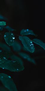 Plant,Dew,Leaves,Drops,Wet,Dark