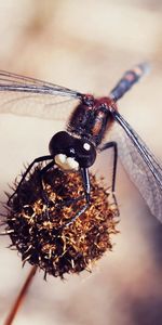 Plant,Dragonfly,Flower,Macro