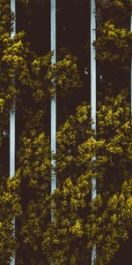 Plant,Fence,Nature,Leaves