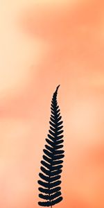 Plant,Fern,Leaflet,Minimalism