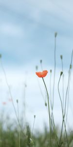 Planter,Pavot,Fleur,Sauvage,Plante,Fleurs,Coquelicot,Floraison