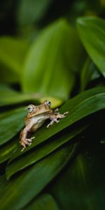 Plant,Frog,Animals,Close Up,Leaves