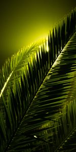 Plant,Glare,Sheet,Leaf,Stem,Stalk,Dark,Ray