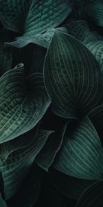 Plant,Hosta,Host,Leaves,Veins,Dark