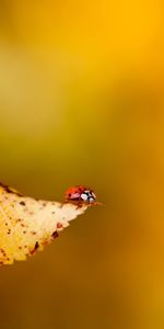 Macro,Hoja,Insecto,Mariquita,Gatear,Sábana,Planta