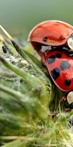 Plante,Planter,Macro,Coccinelles,Insectes