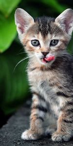 Plant,Kitty,Striped,Animals,Leaves,Kitten