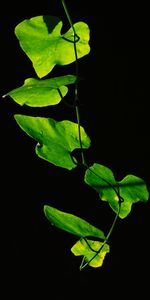 Hojas,De Cerca,Planta,Primer Plano,Oscuro