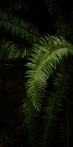 Hojas,Macro,Oscuro,Helecho,Planta