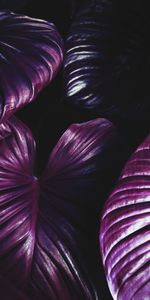 Mauve,Planter,Plante,Feuilles,Sombre