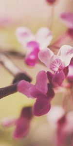 Plant,Light,Branch,Light Coloured,Macro