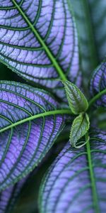 Plant,Light,Light Coloured,Veins,Leaves,Macro