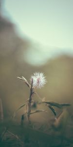 Planter,Épineux,Barbelé,Macro,Fleur,Plante