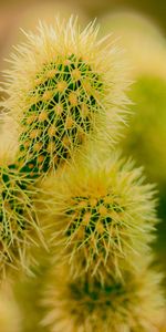 Macro,Épineux,Barbelé,Les Épines,Piquants,Plante,Planter,Cactus