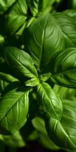 Plant,Macro,Basil,Leaves