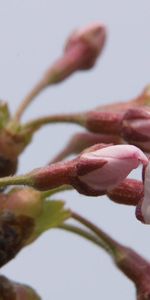 Plant,Macro,Bloom,Flowering,Branch,Background