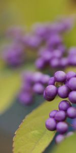 Plant,Macro,Blur,Smooth,Berry,Leaves