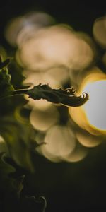 Plant,Macro,Blur,Smooth,Bokeh,Boquet,Sprout