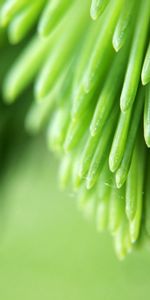 Plant,Macro,Blur,Smooth,Branch