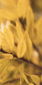 Plant,Macro,Blur,Smooth,Branch,Leaves