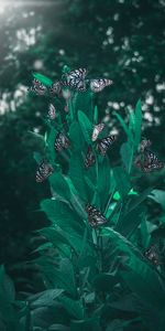 Plant,Macro,Blur,Smooth,Leaves,Butterflies