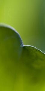 Plant,Macro,Blur,Smooth,Sheet,Leaf