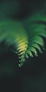 Plant,Macro,Blur,Smooth,Sheet,Leaf,Carved