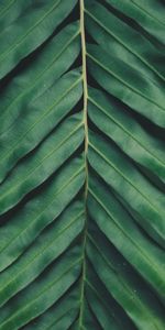 Plant,Macro,Blur,Smooth,Sheet,Leaf,Carved