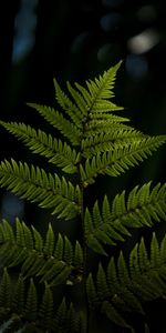 Plant,Macro,Blur,Smooth,Sheet,Leaf,Carved,Fern