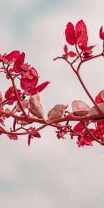 Plant,Macro,Branch,Close Up,Leaves