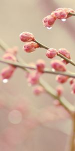 Plant,Macro,Branch,Drops,Spring