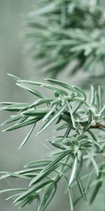 Plant,Macro,Branch,Fir,Spruce,Focus