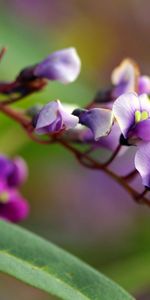 Planter,Macro,Éblouissement,Éclat,Branche,Plante,Fleur