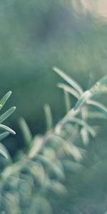 Plante,Planter,Macro,Branche,Se Concentrer,Foyer