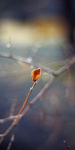 Planter,Éblouissement,Éclat,Feuille,Branche,Plante,Macro